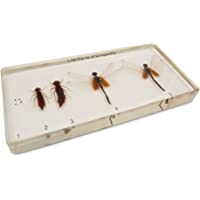 Los mejores  - Ciclo de vida del desarrollo de la libélula en el bloque de acrílico - Muestra de taxidermia